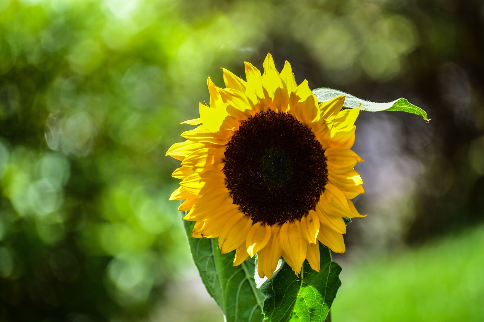 Nikon D3400 sample photo. Sunflower, flowers, garden photography
