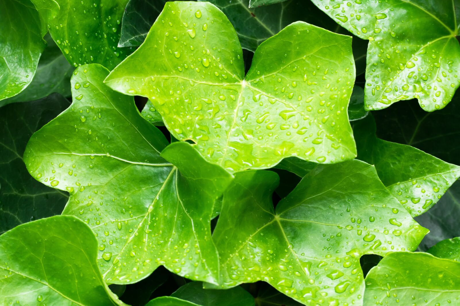 Leica V-Lux (Typ 114) sample photo. Ivy, hedera helix, flowering photography