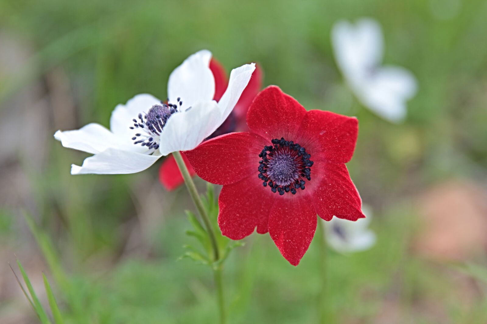 Canon EOS 550D (EOS Rebel T2i / EOS Kiss X4) sample photo. Anemone, flower, nature photography