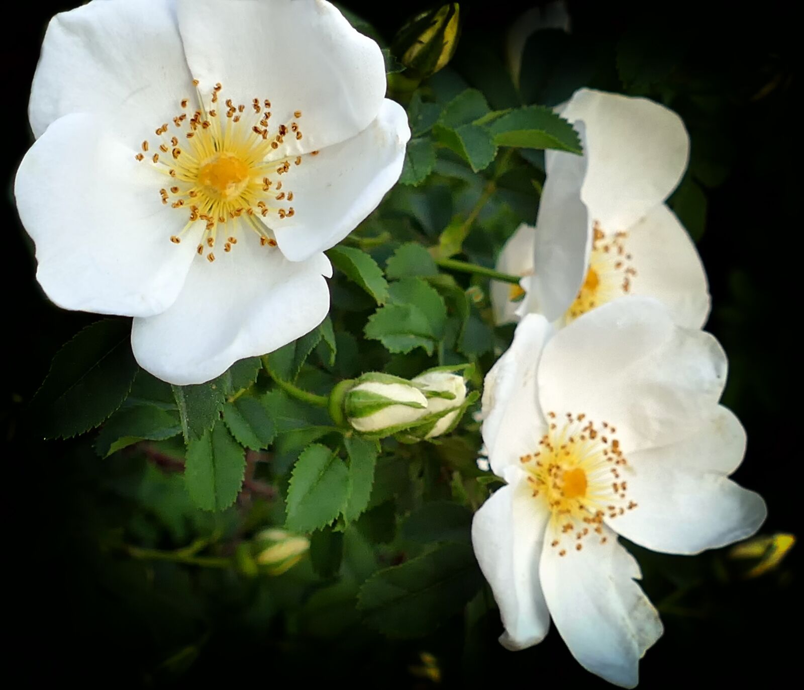 Panasonic Lumix DMC-FZ1000 sample photo. Rose, white dog rose photography