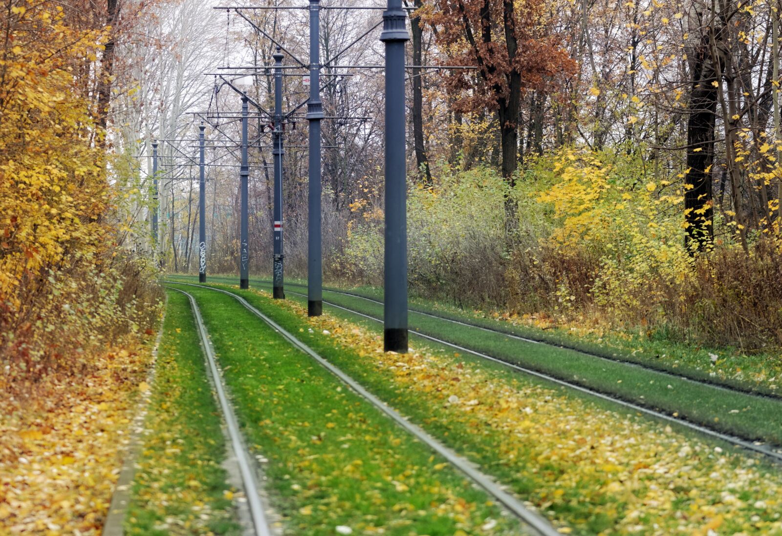 Nikon D5100 sample photo. Landscape, autumn, lines photography
