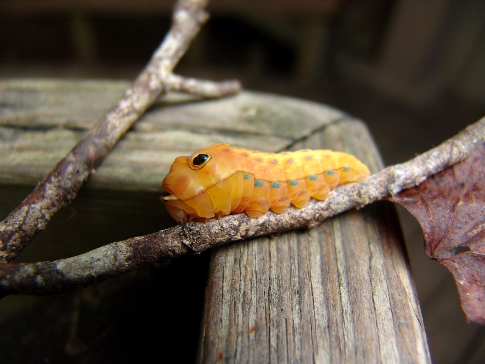 Sony DSC-F828 sample photo. Palamedes, caterpillar, branch photography