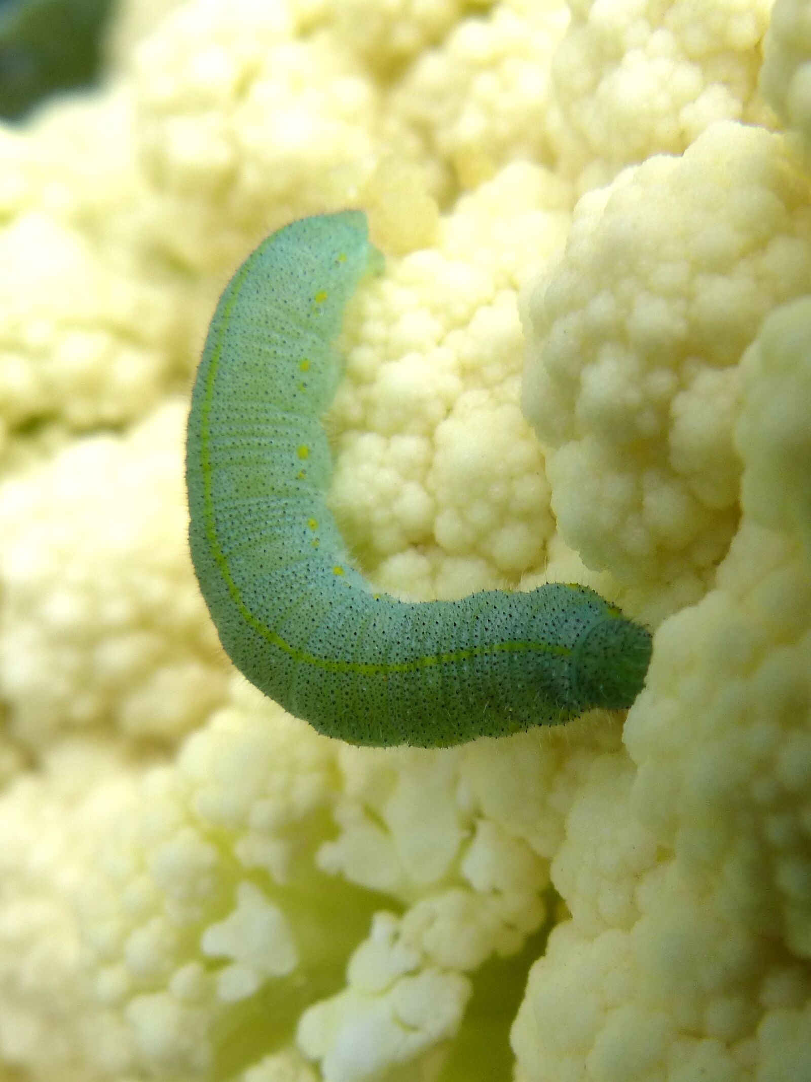 Panasonic DMC-FZ62 sample photo. Cauliflower, caterpillar, pieris rapae photography