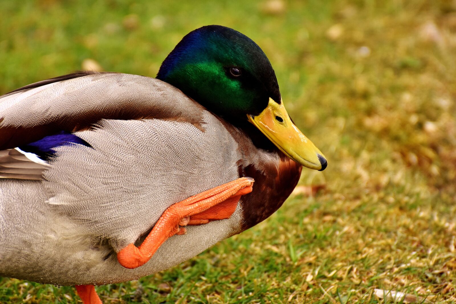 Nikon D7200 sample photo. Mallard, water bird, drake photography