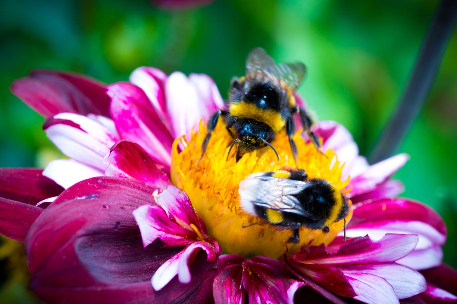Canon EOS 70D sample photo. Dahlia hortensis, hummel, blossom photography