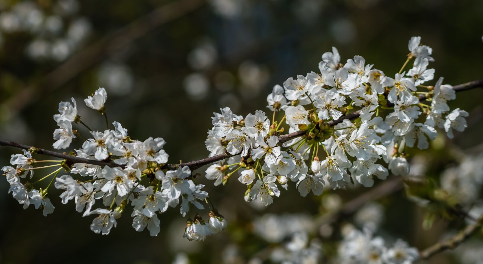 Nikon D500 sample photo. Fauna, flower, may blossom photography