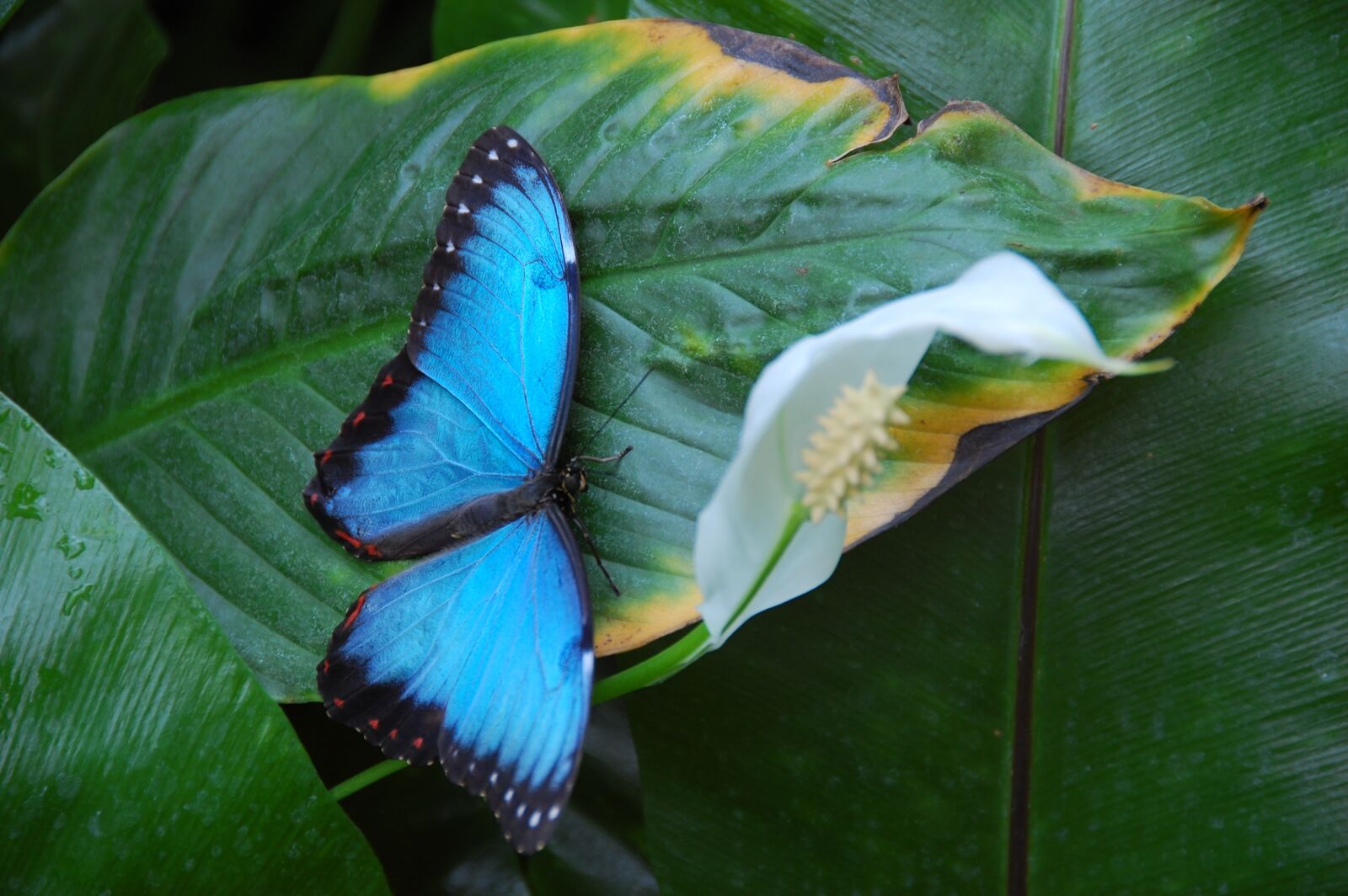 Nikon D40 sample photo. Butterfly, blue, insect photography
