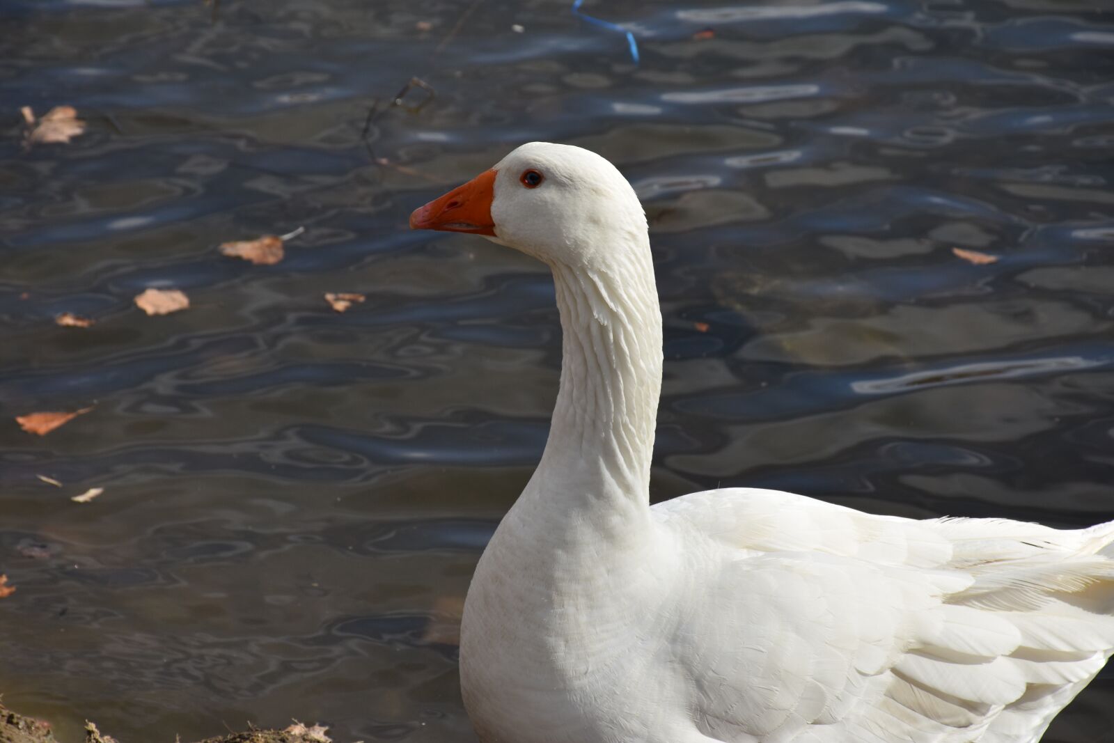Nikon D7200 sample photo. Kastoria, duck, greece photography