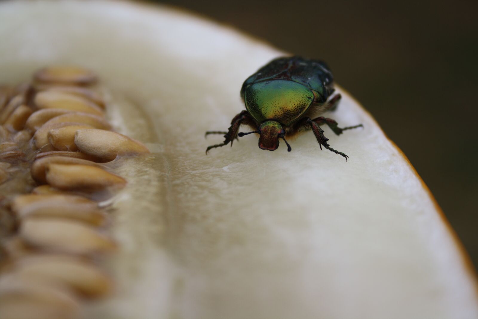 Canon EOS 1000D (EOS Digital Rebel XS / EOS Kiss F) sample photo. Insect, macro, green photography