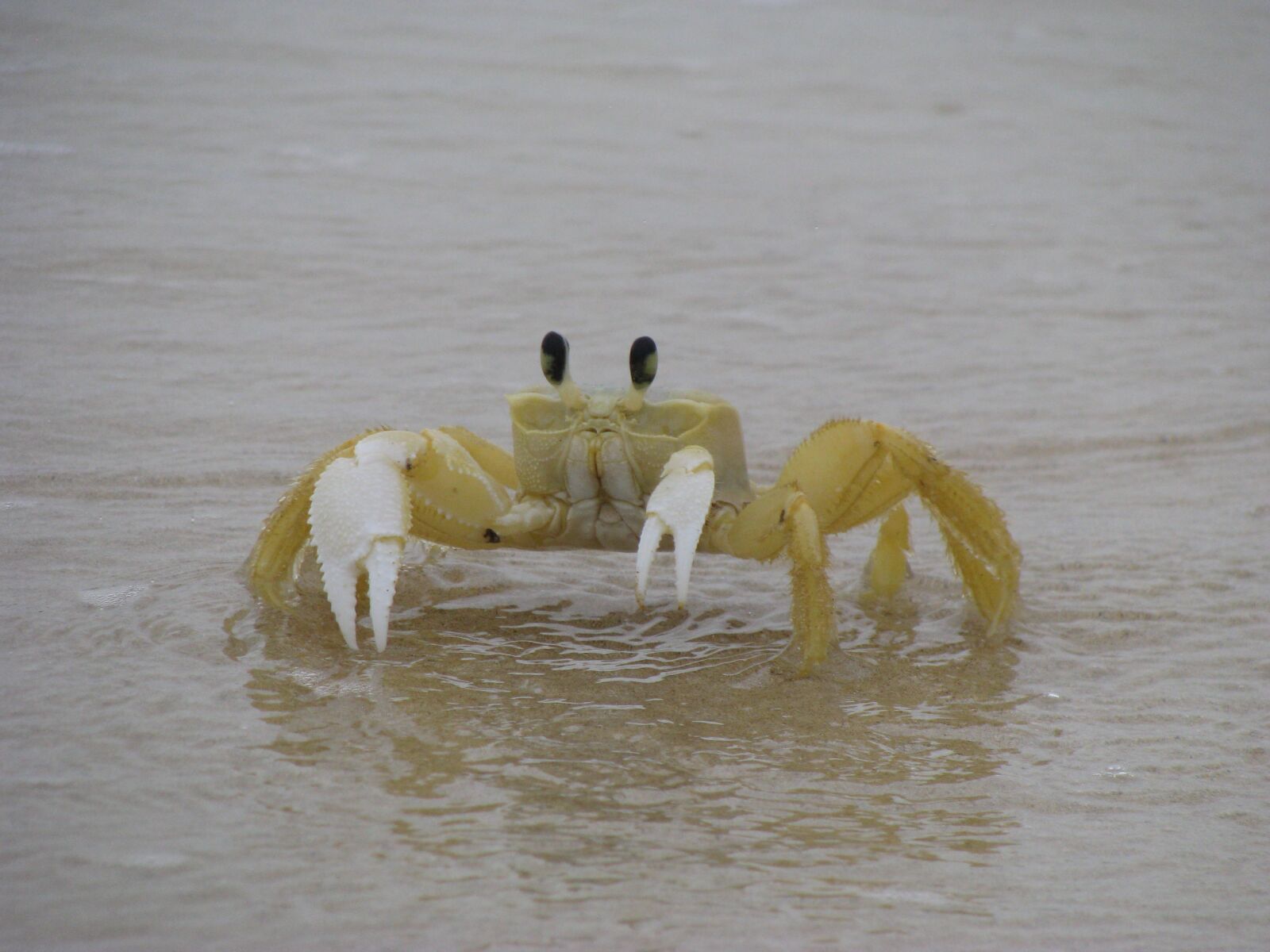 Canon POWERSHOT SX100 IS sample photo. Crab, nature, sand photography