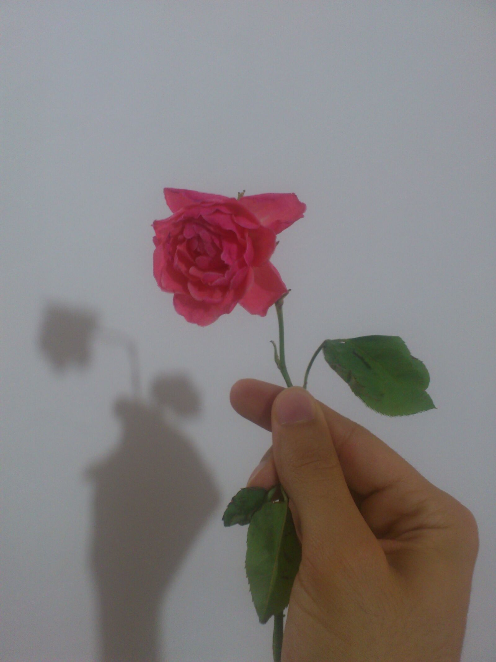Sony Ericsson Xperia ray sample photo. Hand, rose photography