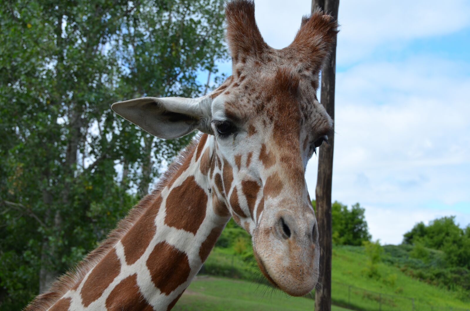 Nikon D5100 sample photo. Giraffe, zoo, africa photography