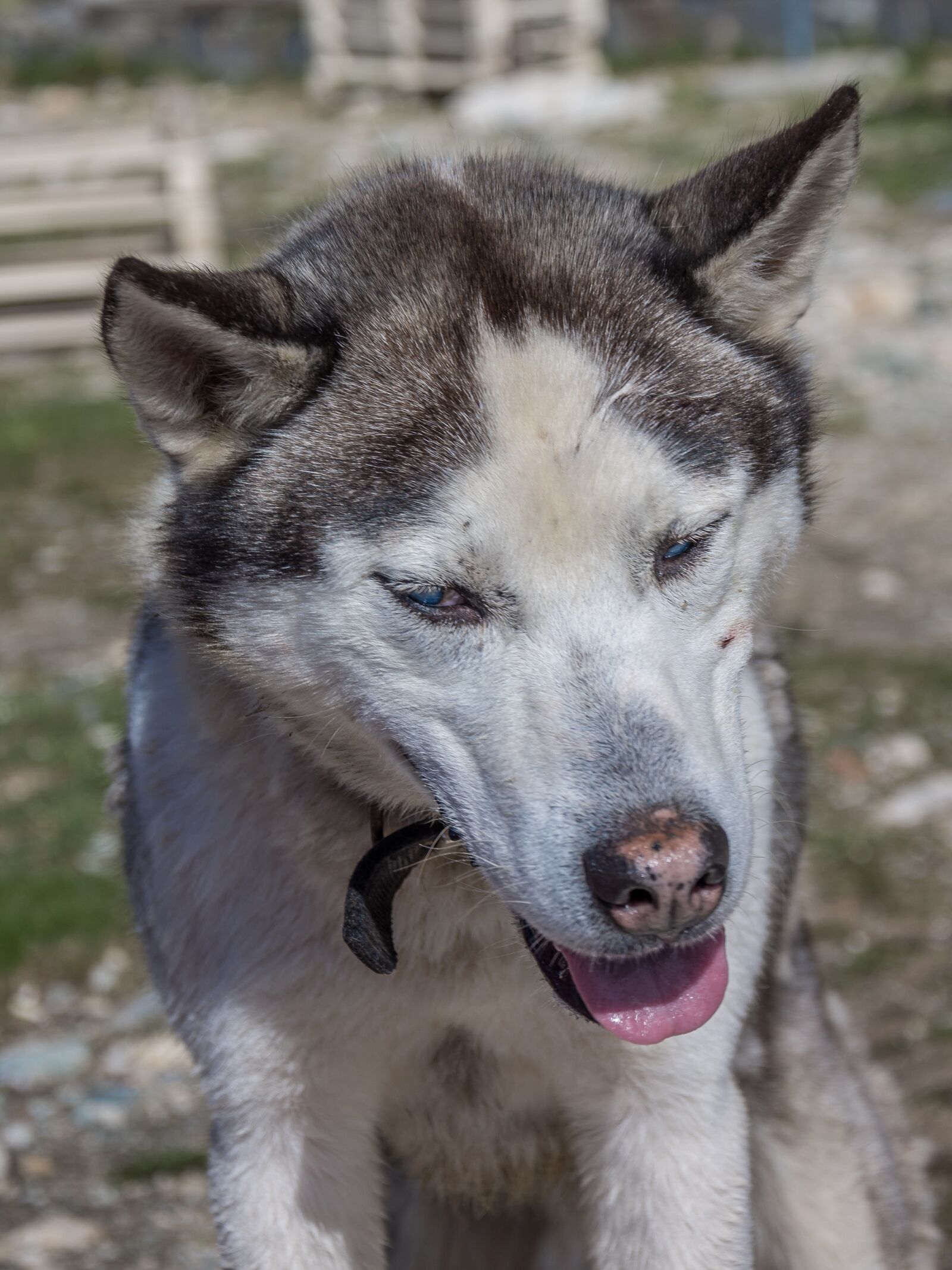Nikon D7200 sample photo. Dog, huskey, pet photography