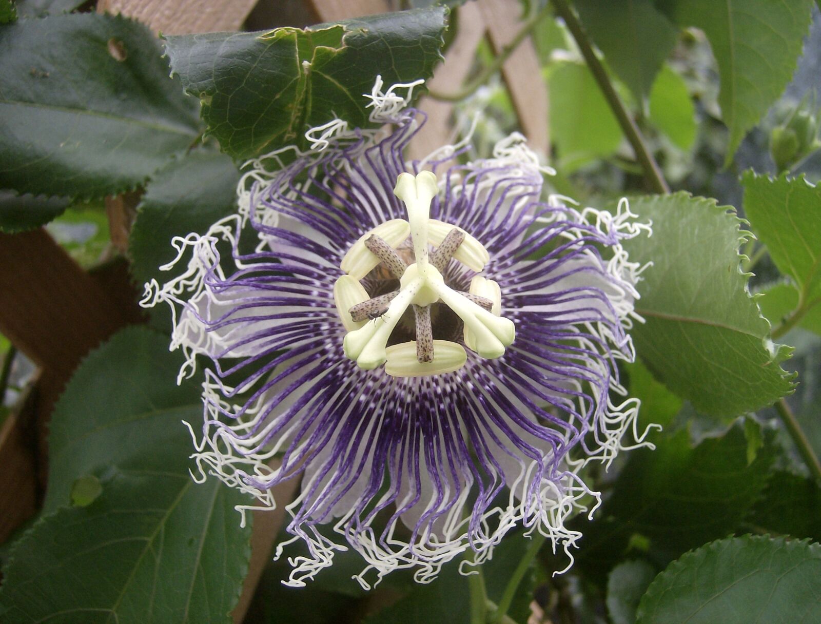 HP Photosmart M525 sample photo. Flower, purple flower, passionflower photography