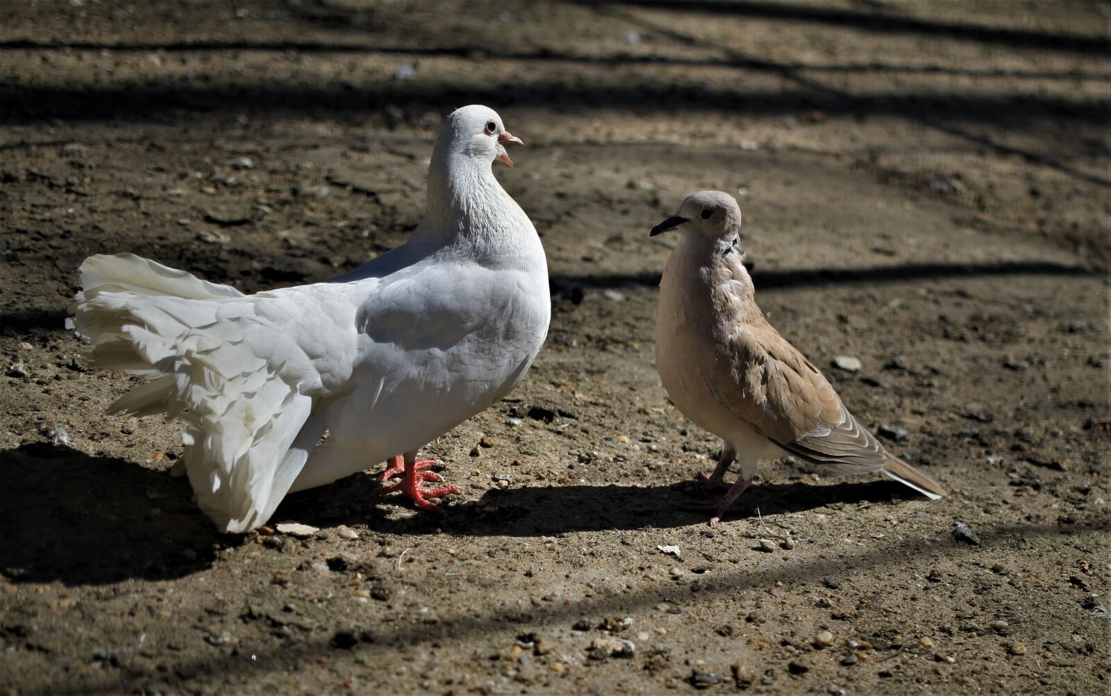 Canon EOS 7D sample photo. Pigeons, love dance, courtship photography