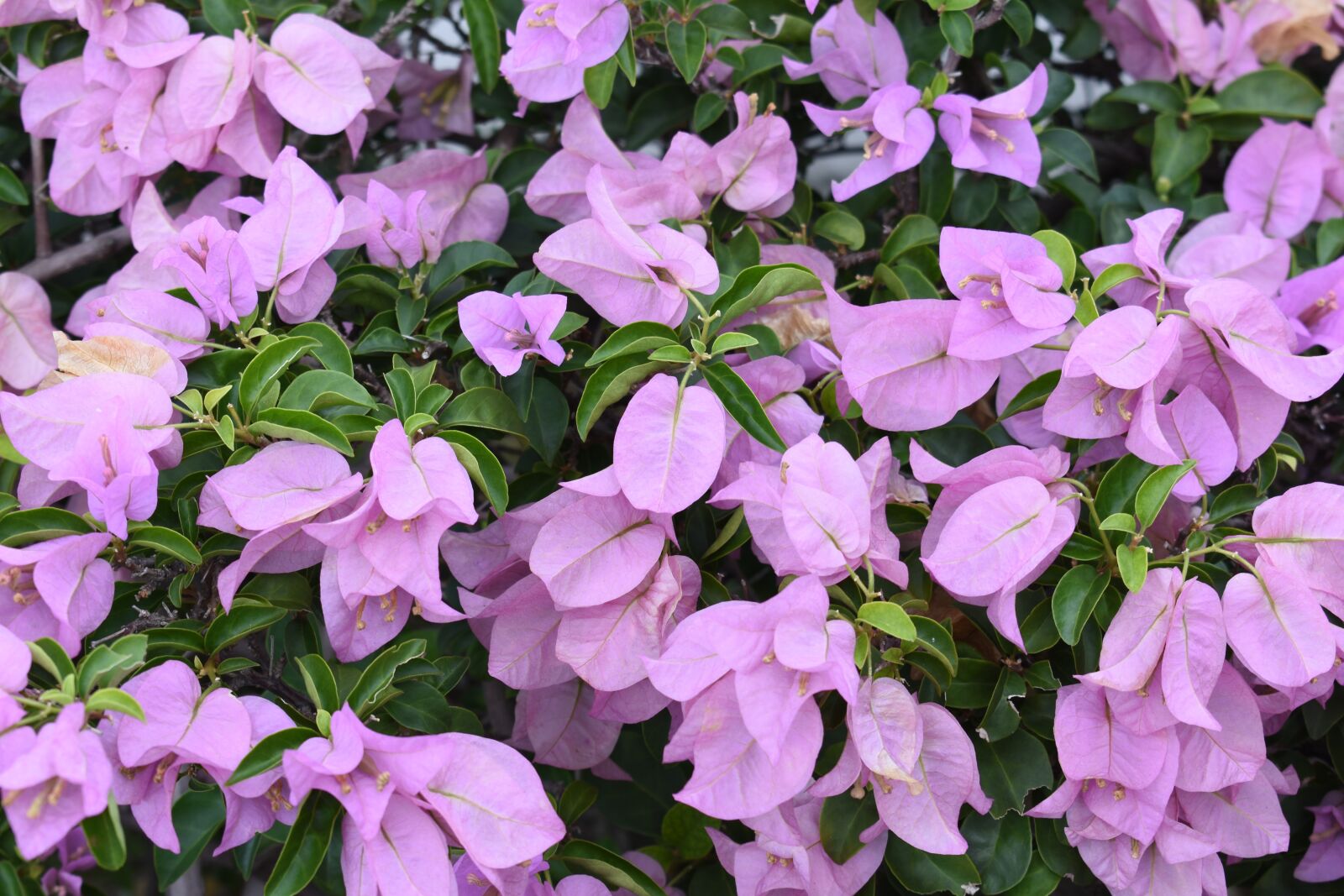 Nikon D3400 sample photo. Flower, background, bougainvillea photography