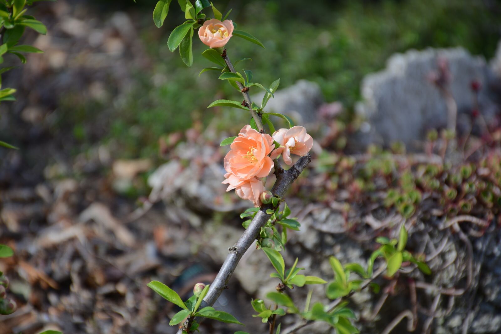 Nikon D7100 sample photo. Bush, flower, plant photography