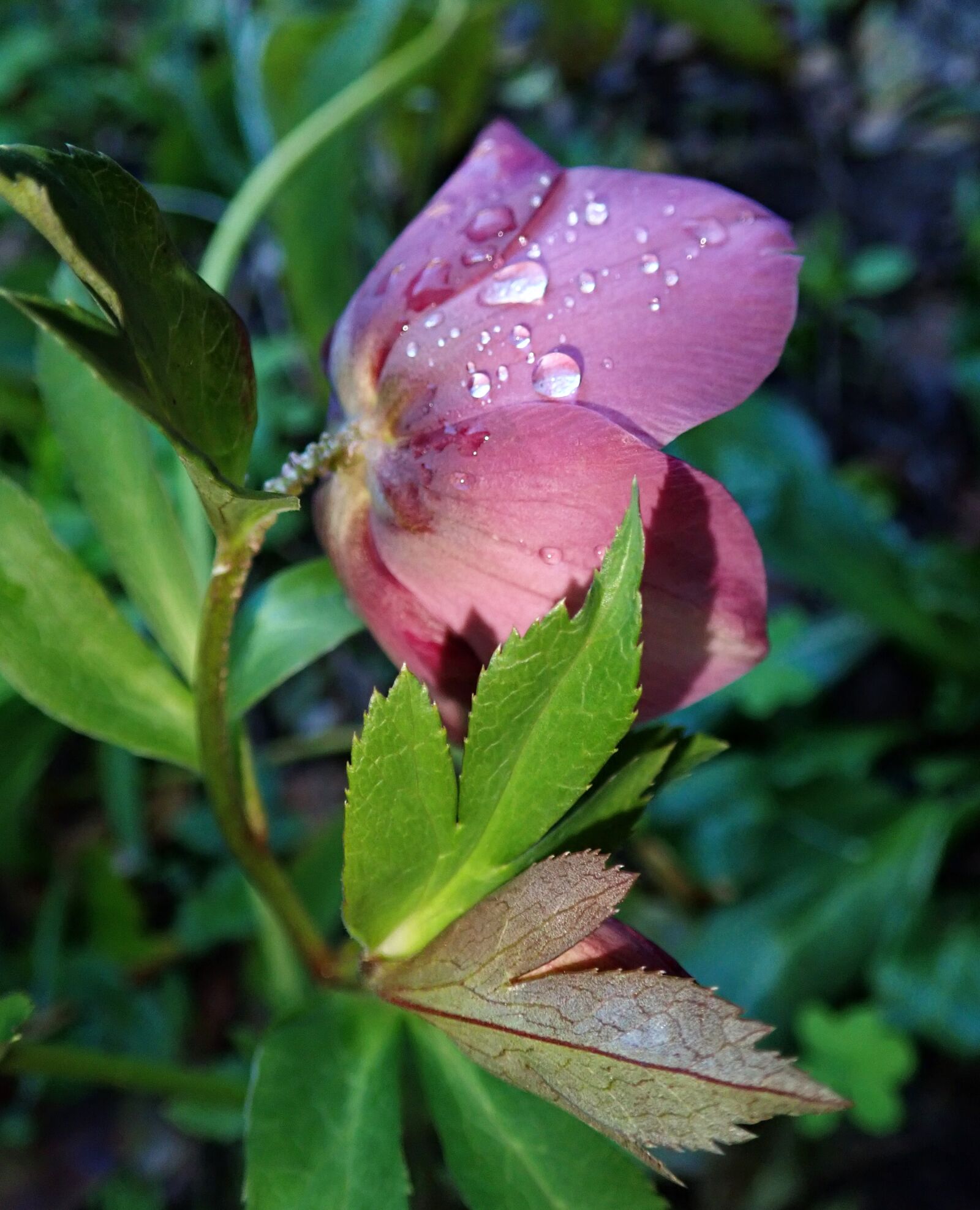 Olympus TG-5 sample photo. Raindrops, flower, garden nature photography