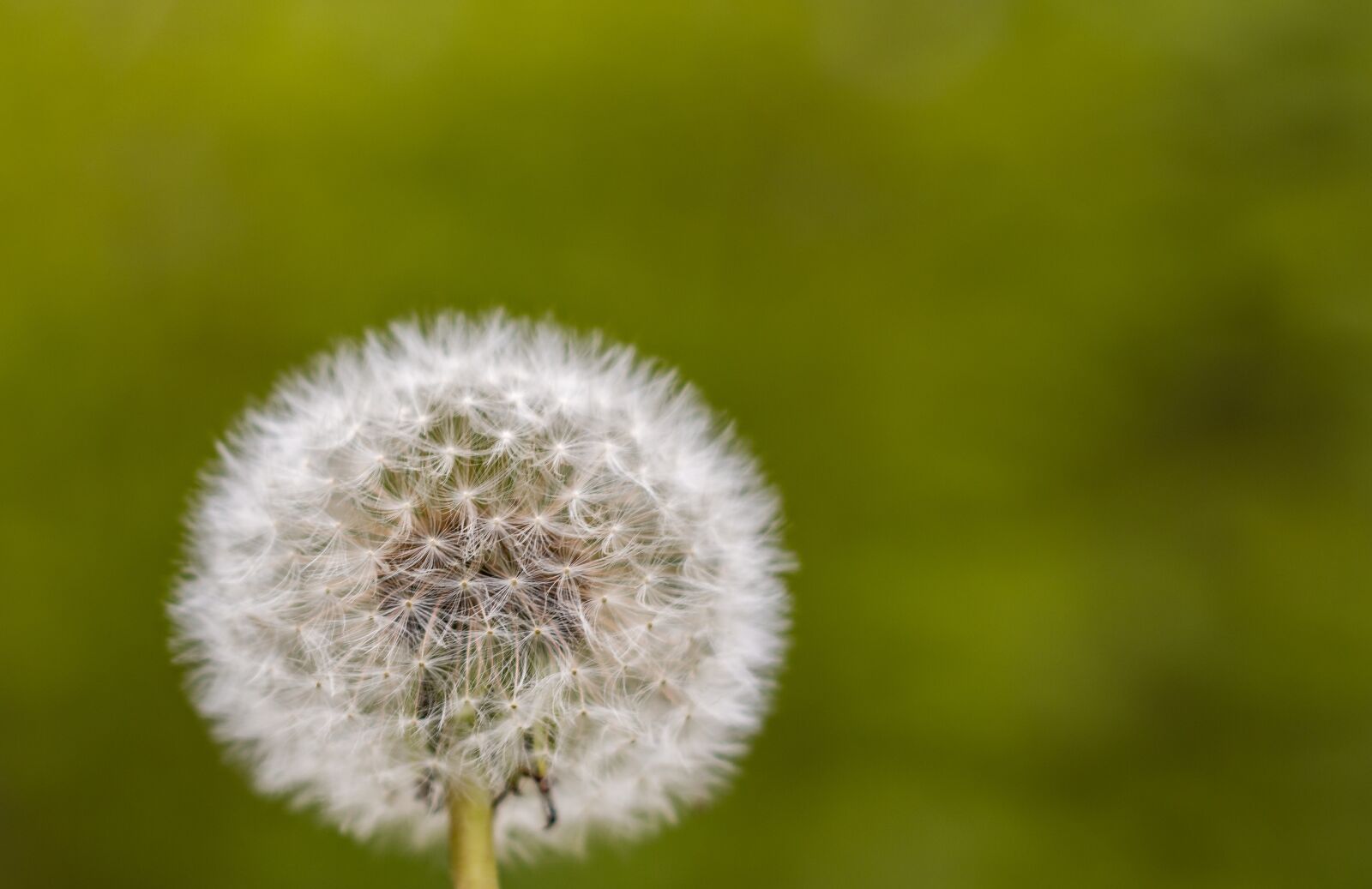 Canon EF 50mm f/1.8 sample photo. Dandelion, flowering close, pointed photography