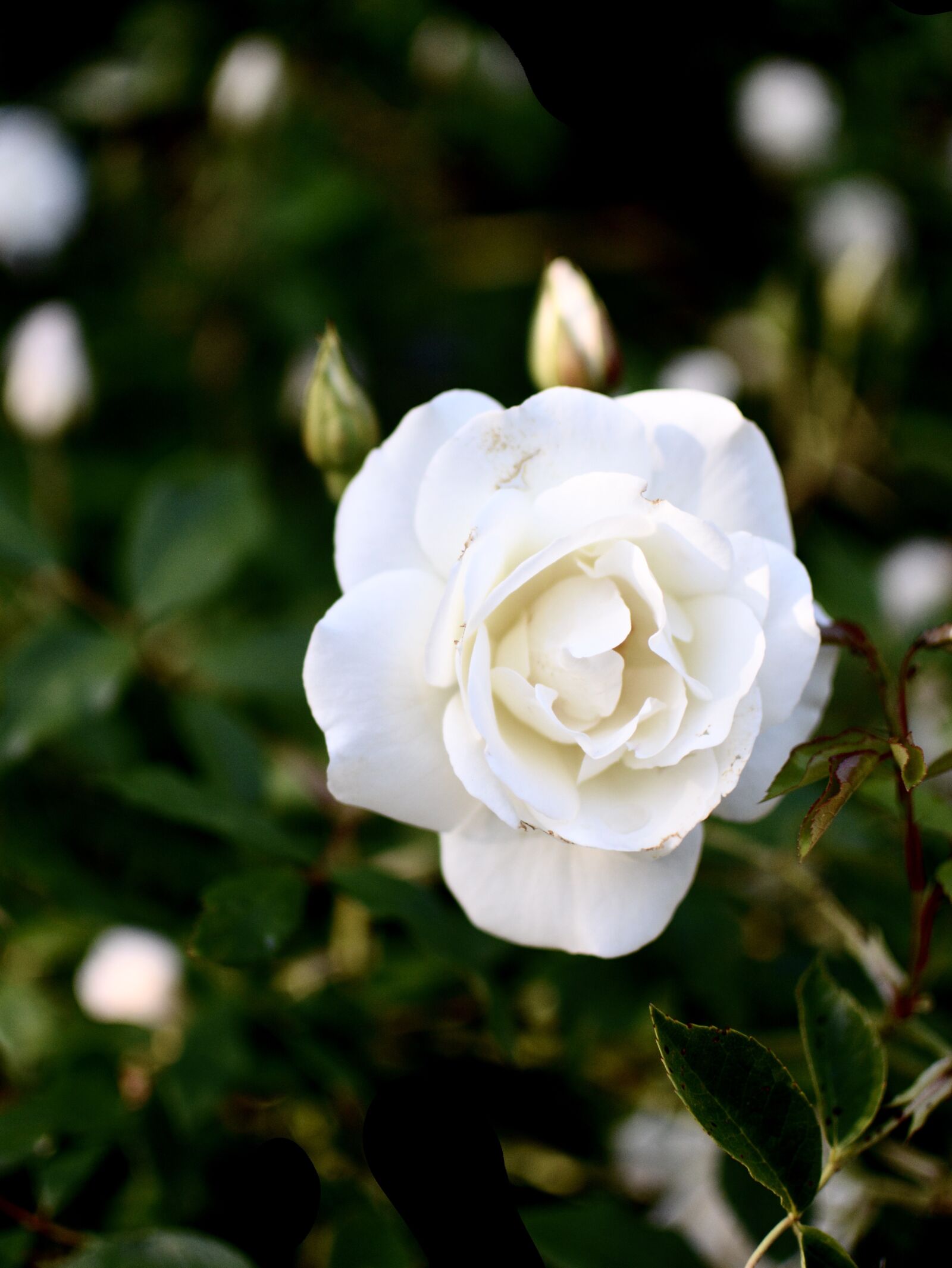 Nikon D7100 sample photo. Rosa, white rose, flowers photography