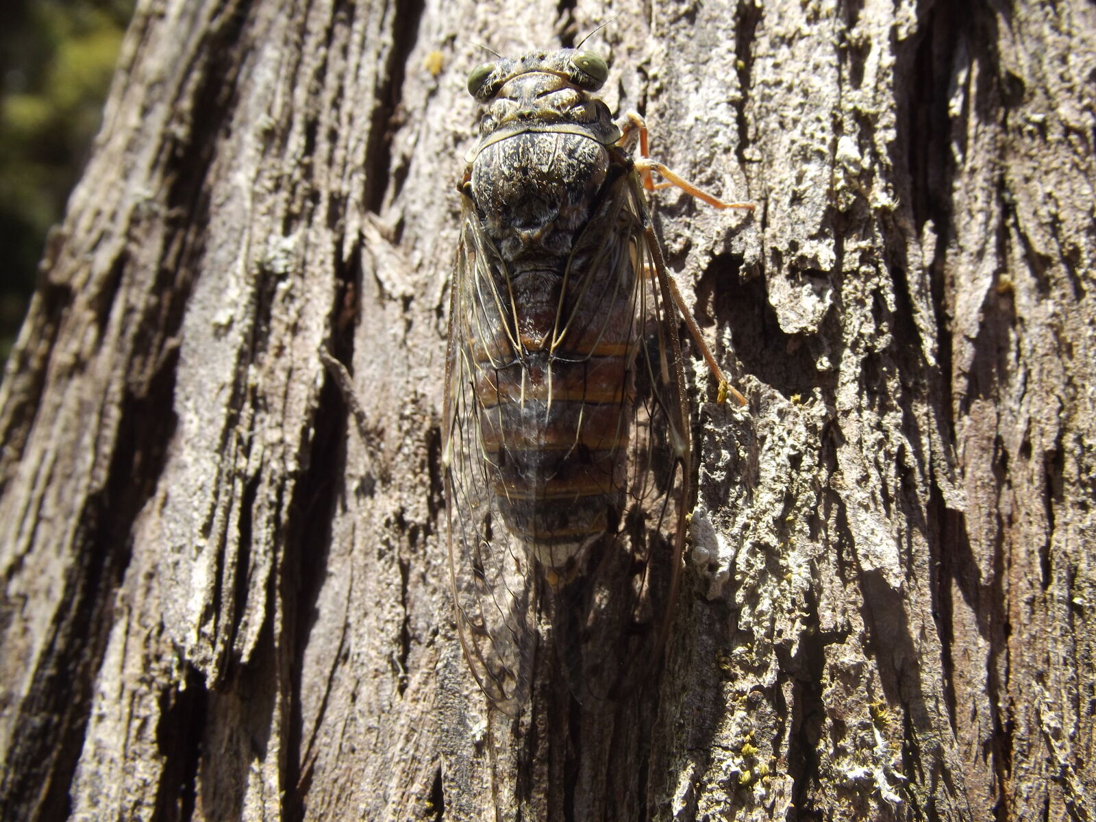 Fujifilm FinePix S2995 sample photo. Auchenorrhyncha, cicada, hemiptera, insect photography