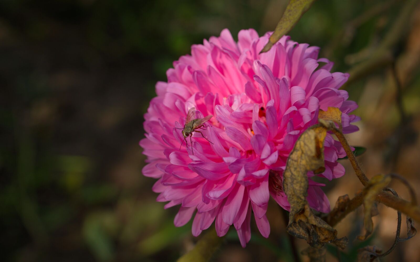 Sony Alpha DSLR-A350 sample photo. Flora, fauna, macro photography