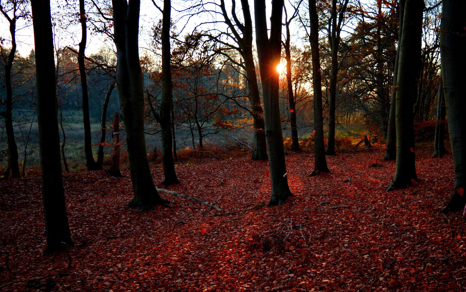 Nikon D3200 sample photo. Forest, autumn, autumn mood photography