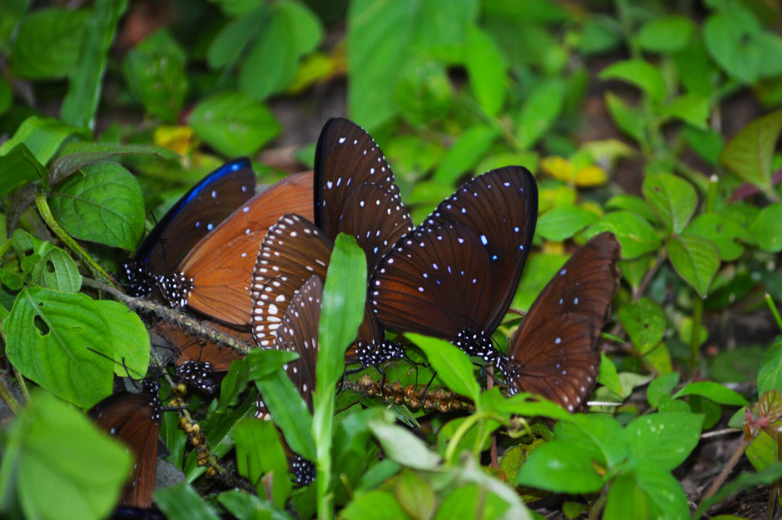 Nikon D3200 sample photo. Butterflies, nature, evening photography