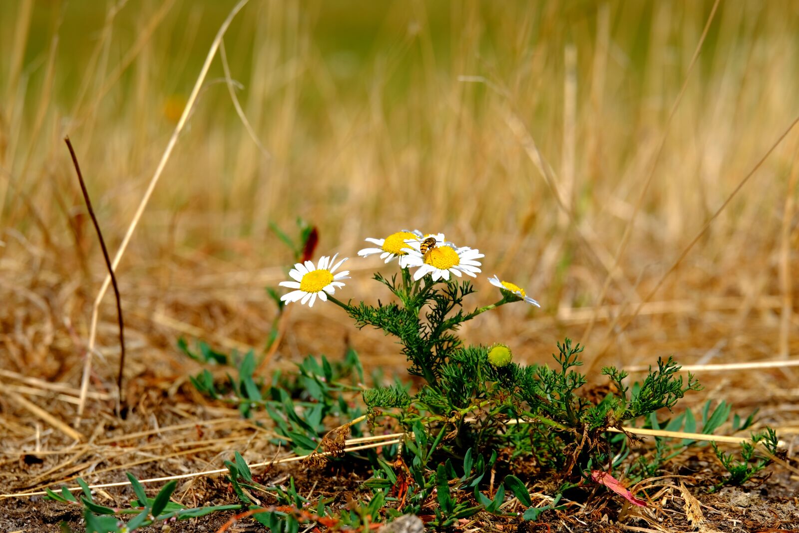 Fujifilm X-T20 sample photo. Chamomile, summer, blossom photography
