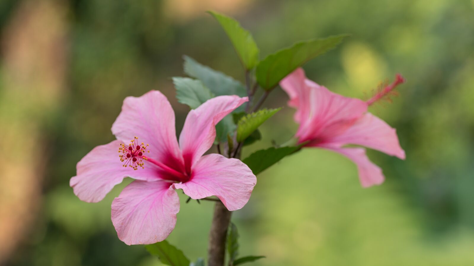 Tamron SP 90mm F2.8 Di VC USD 1:1 Macro sample photo. Flower, plant, nature photography