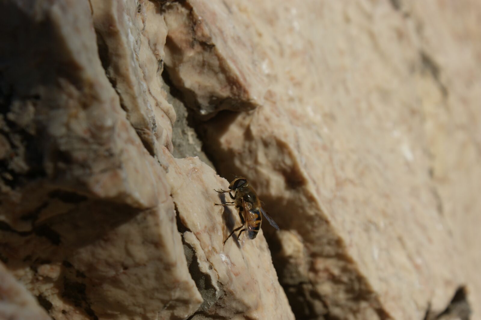 Sony Alpha DSLR-A350 sample photo. Fly, insect, flying photography