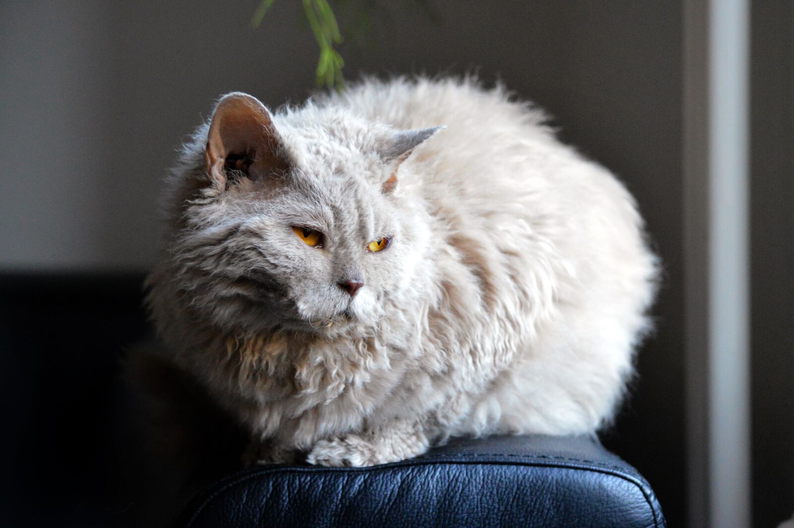 Nikon D3200 sample photo. Cat, sofa, glow photography