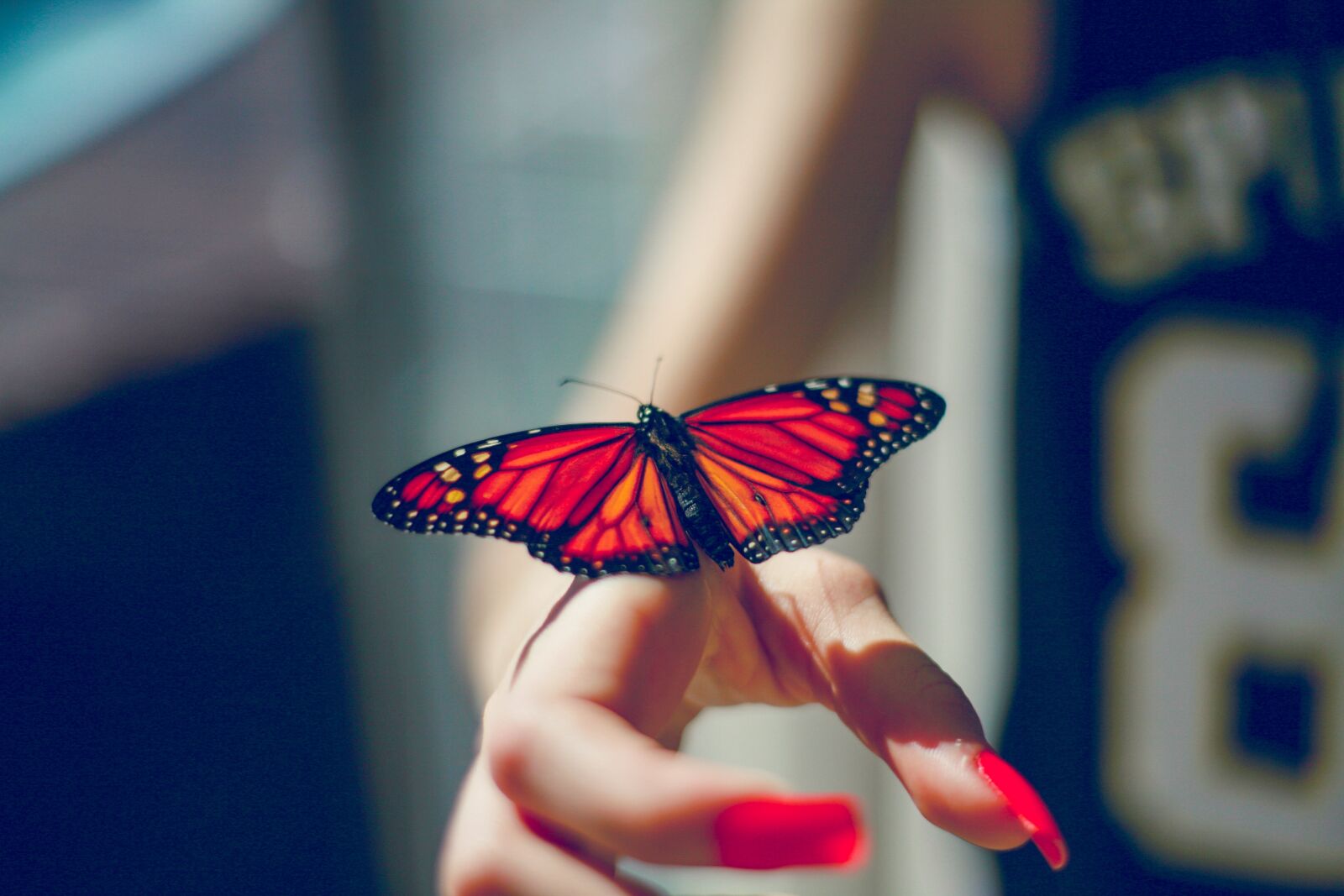 Canon EOS 5D sample photo. Butterfly, nature, insect photography