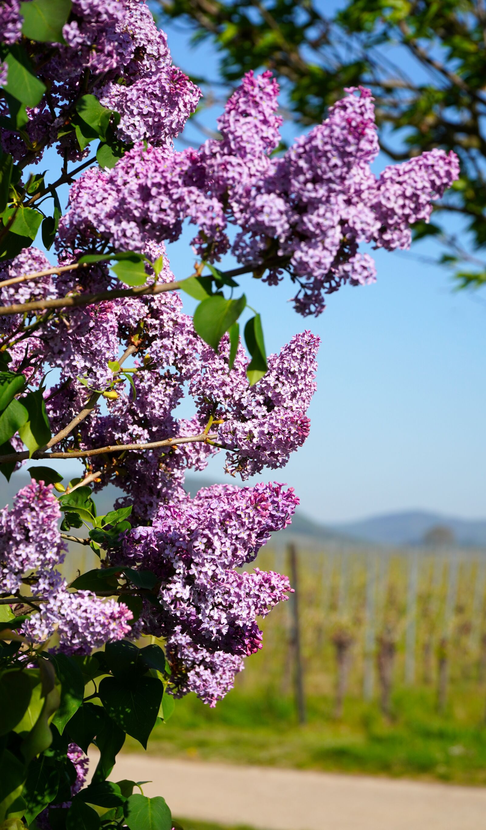 Sony E PZ 18-105mm F4 G OSS sample photo. Lilac, flowers, spring photography