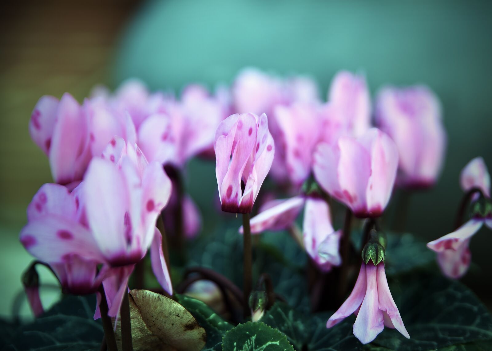 Nikon D750 sample photo. Flower, flora, nature photography