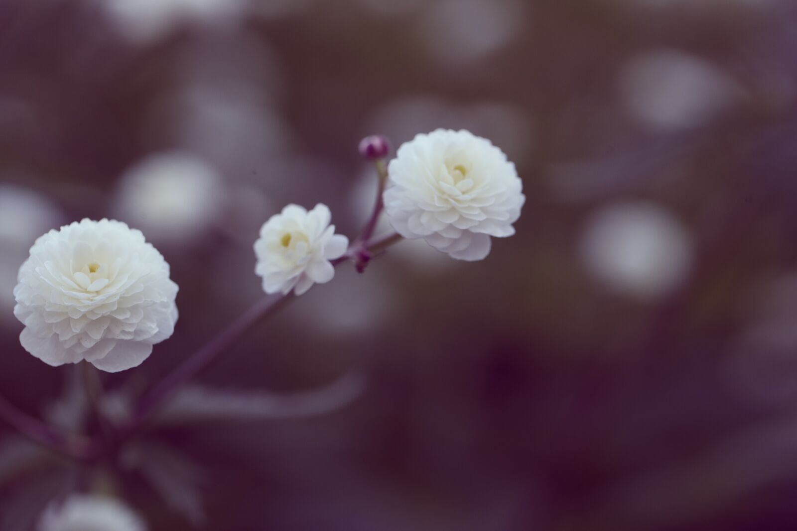 Canon EOS R sample photo. Flower, garden, blossom photography