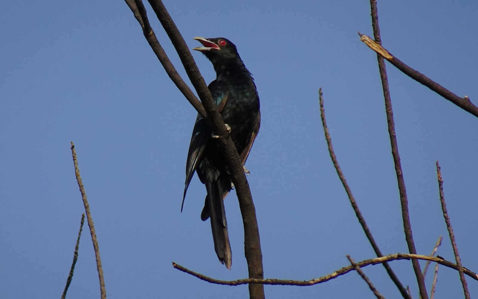 Sony DSC-WX800 sample photo. Bird, koel, songbird photography