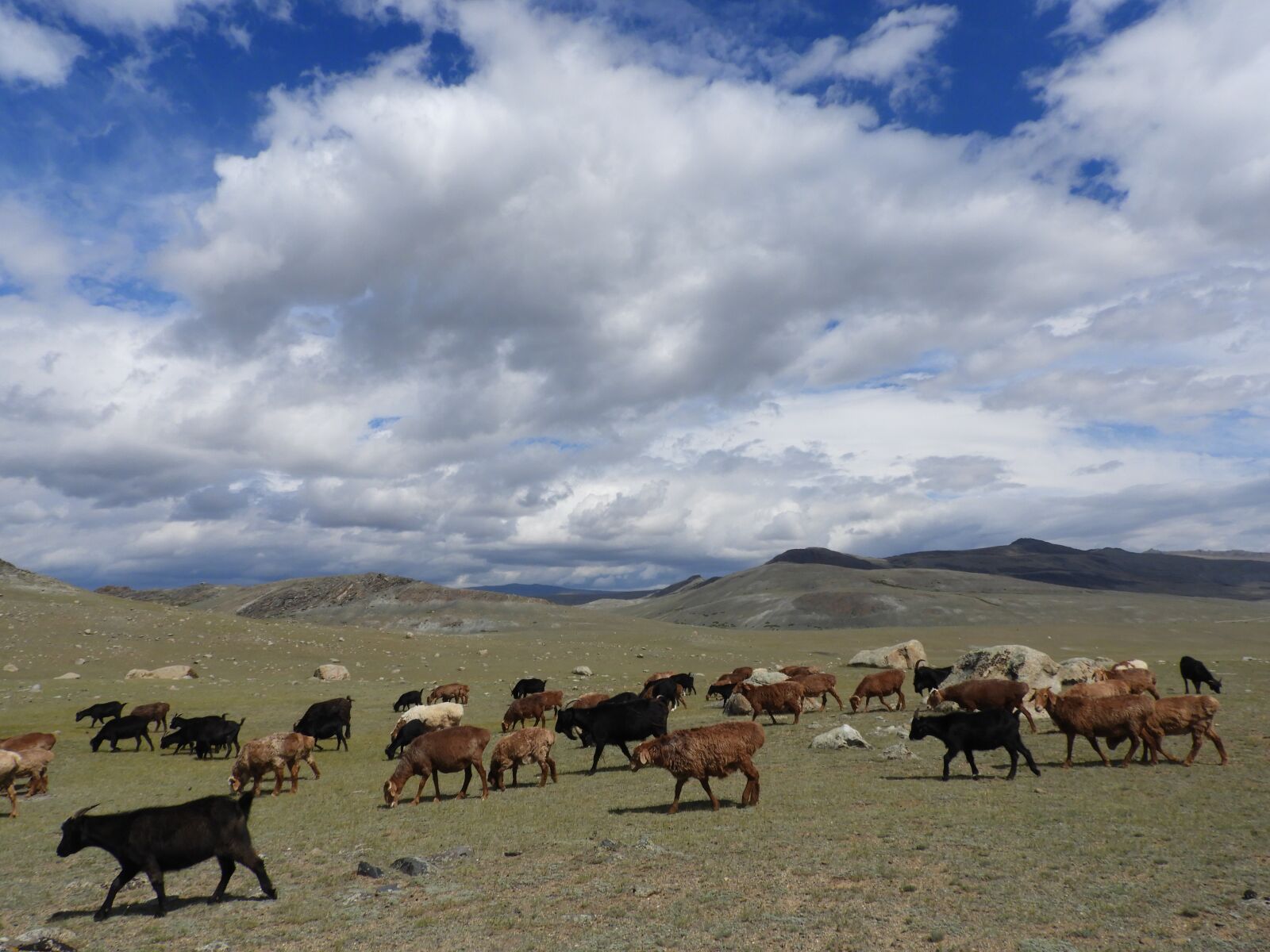 Nikon Coolpix B700 sample photo. Flock, sheep, goats photography