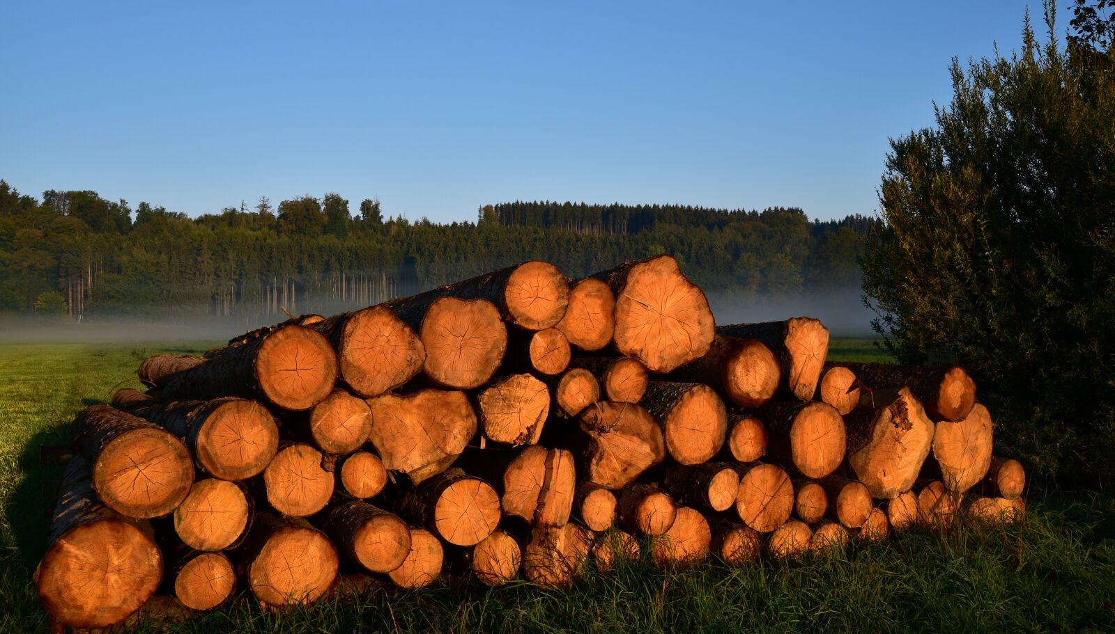 Nikon D750 sample photo. Wood, holzstapel, firewood photography