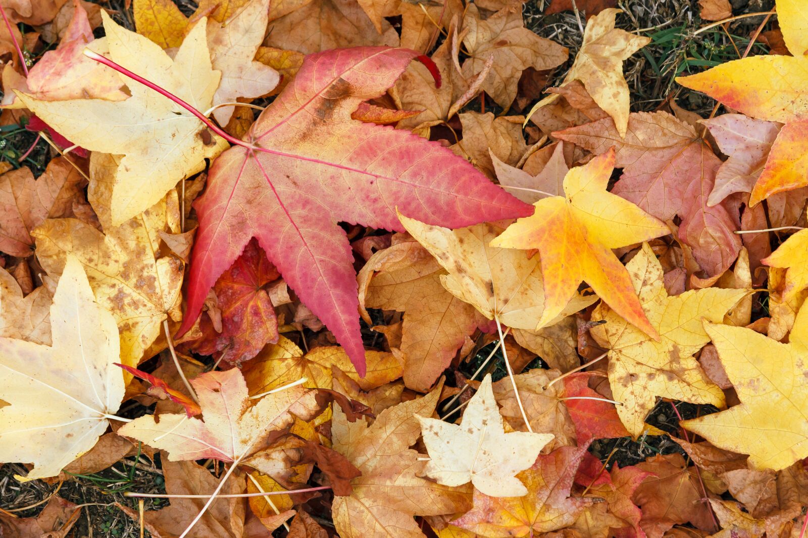 Canon EF-S 17-85mm F4-5.6 IS USM sample photo. Leaves, leaf, dried photography