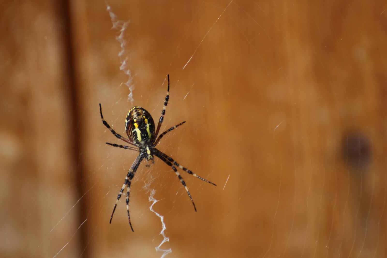 Canon EOS 100D (EOS Rebel SL1 / EOS Kiss X7) sample photo. Wasp spider, spider, cobweb photography