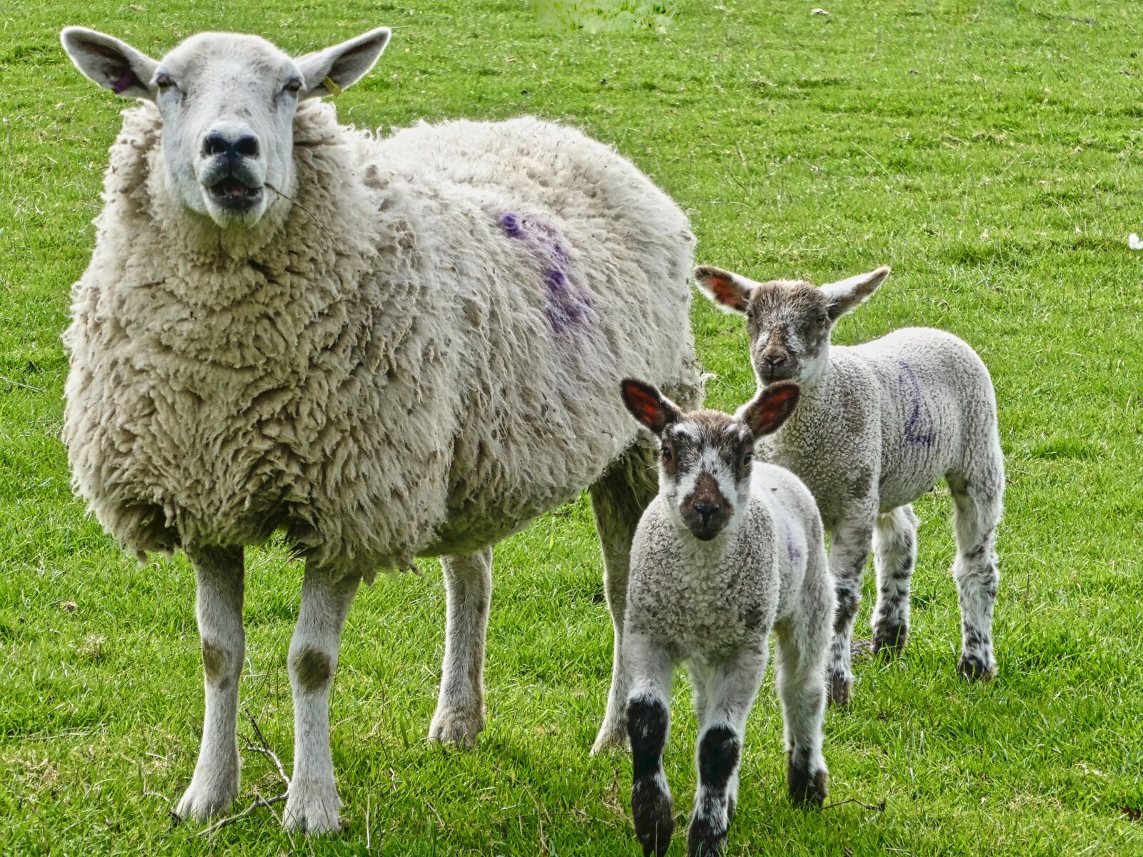 Panasonic Lumix DC-ZS70 (Lumix DC-TZ90) sample photo. Sheep, lambs, livestock photography