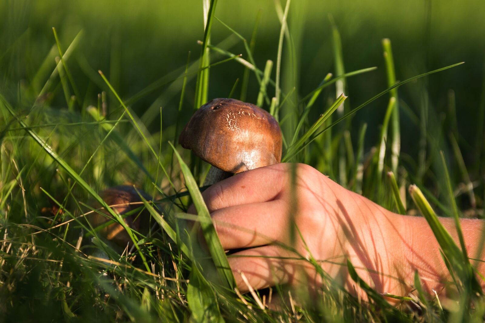 Canon EOS 70D sample photo. Mushroom, herb, food, grass photography