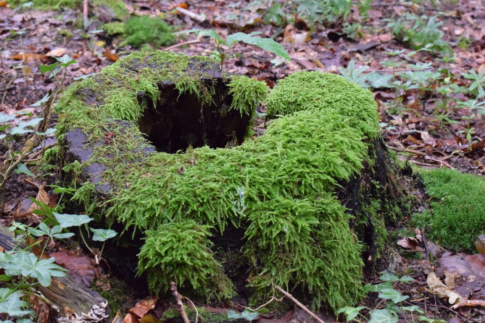 Nikon D5300 sample photo. Tree stump, moss, log photography