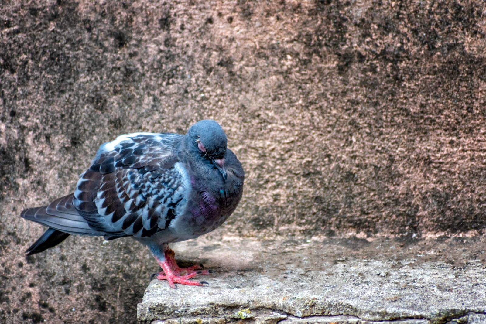 Nikon D3400 sample photo. Bird, pigeon, dove photography