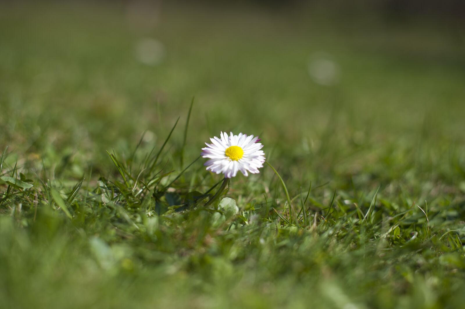 Nikon D700 sample photo. Daisy, meadow, flowers photography