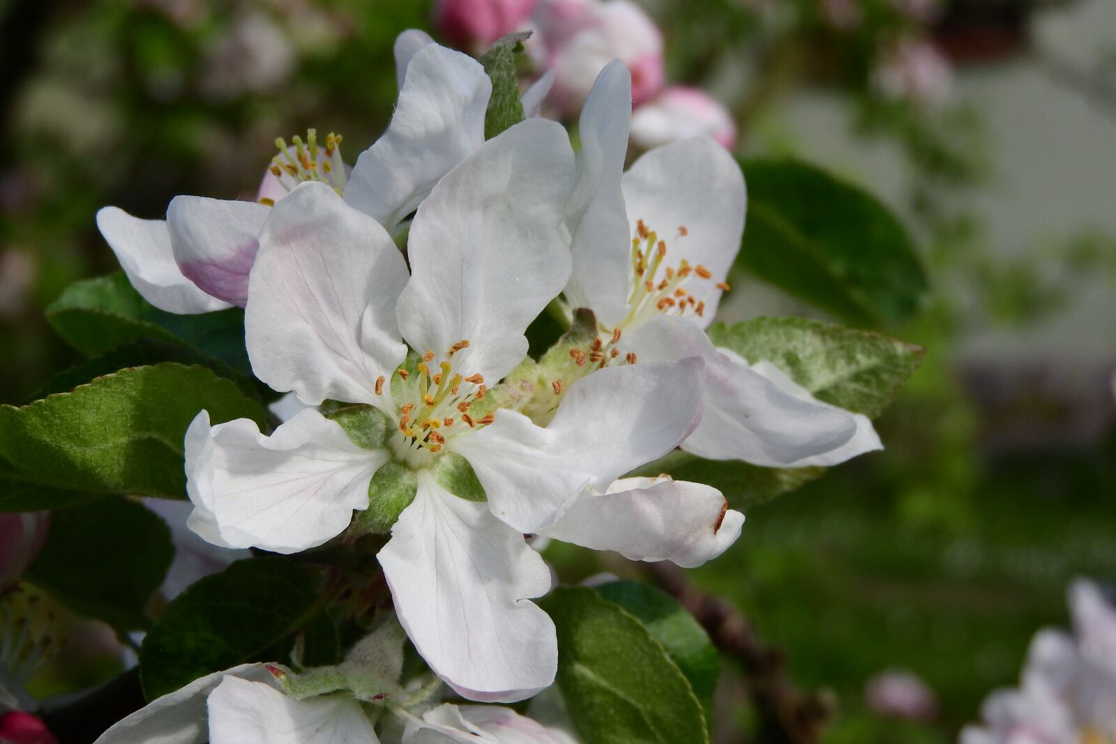 Nikon Coolpix P610 sample photo. Apple-blossom, flower fruit tree photography