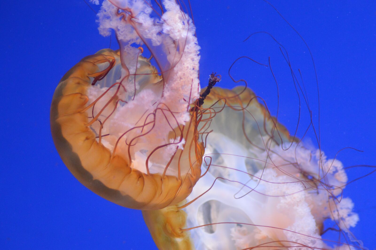 Nikon D3200 sample photo. Jellyfish, blue, sea photography