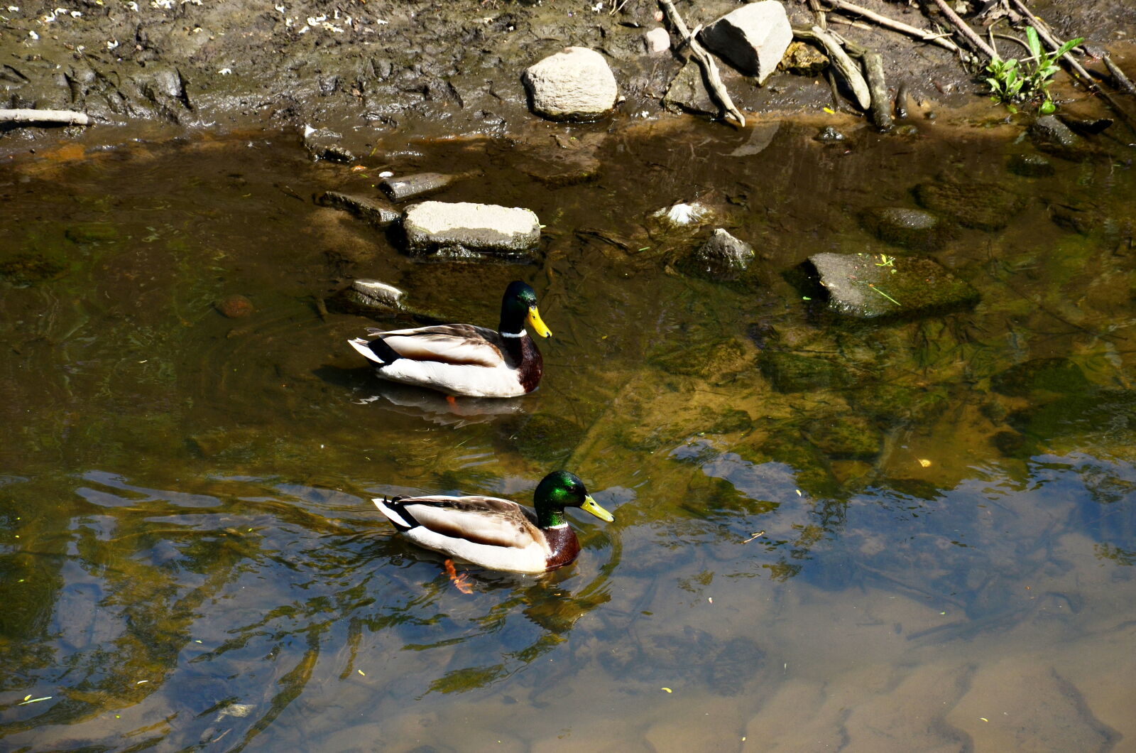 Nikon D5100 sample photo