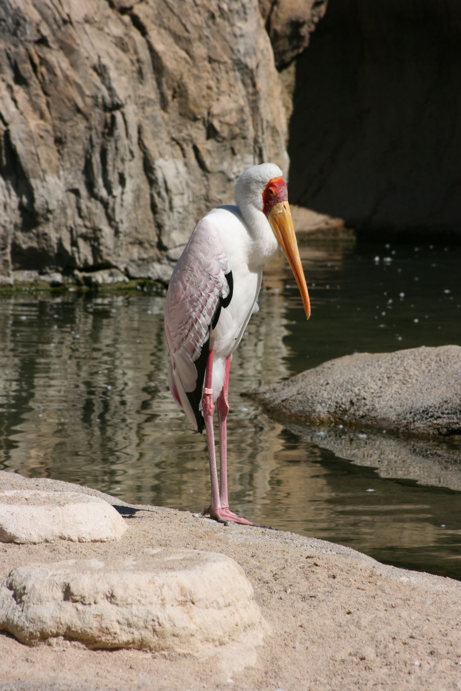 Canon EOS 400D (EOS Digital Rebel XTi / EOS Kiss Digital X) sample photo. Bird, ave, zoo photography